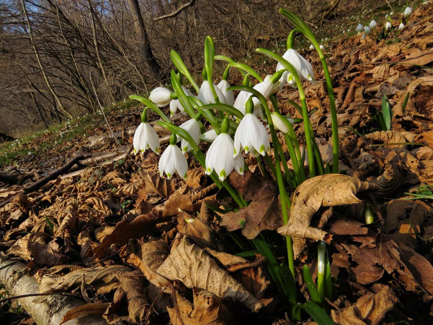 Fiori della Primavera